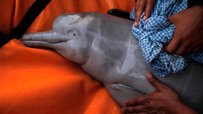 Bolivia Dolphins latino.jpg
